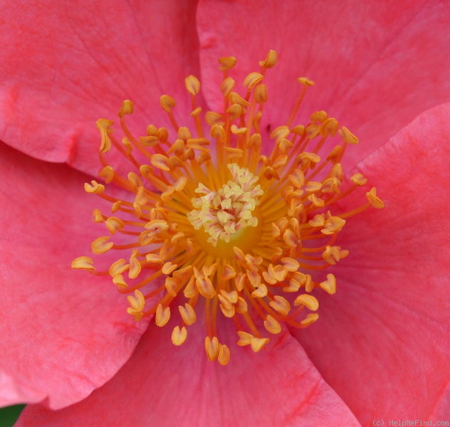 'Ibisco' rose photo