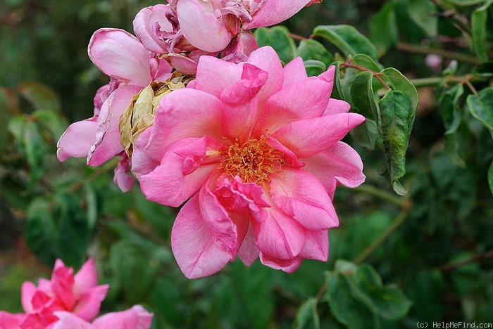 'Duke of York' rose photo