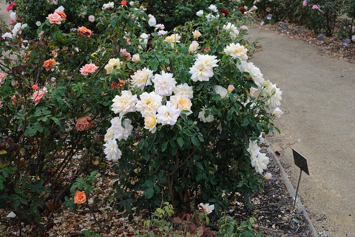 'Fleur Cowles' rose photo