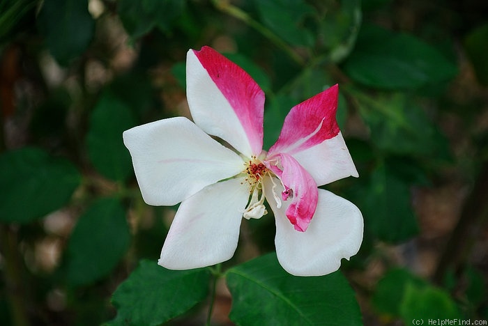 'Fortune's Five-Colored Rose' rose photo