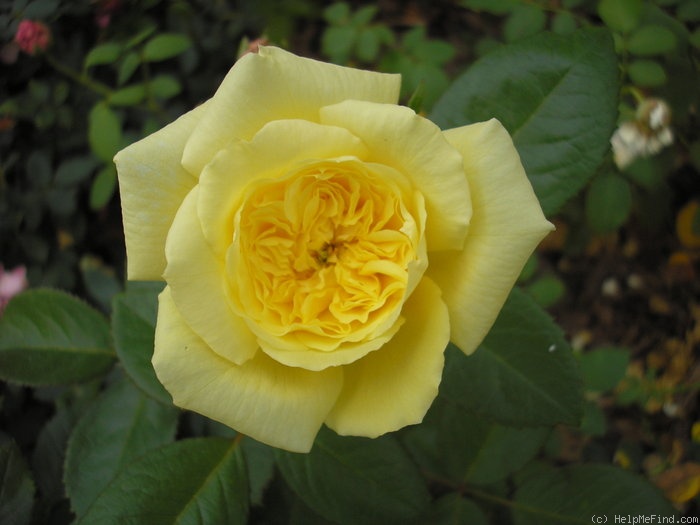 'Dakota Sun' rose photo