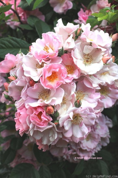 'Flower Girl ™ (shrub, Fryer, 1998)' rose photo