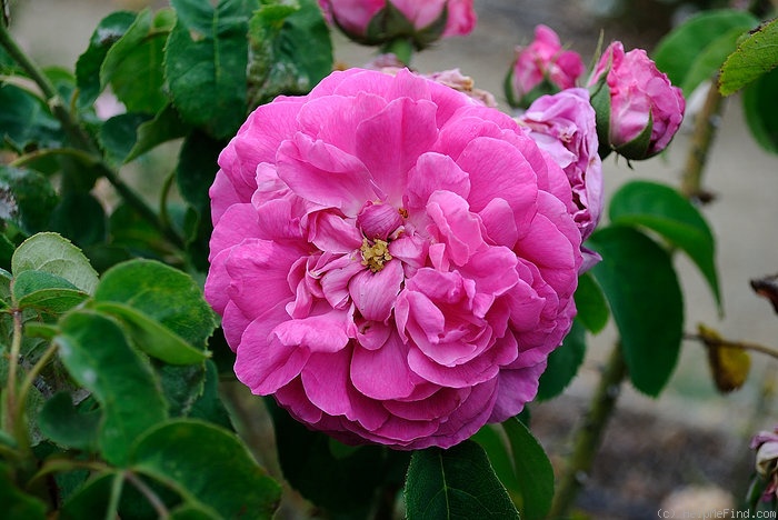 'Madame Prévost' rose photo
