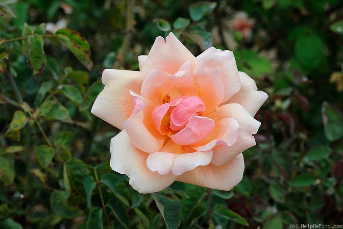 'Mrs. A. R. Waddell' rose photo