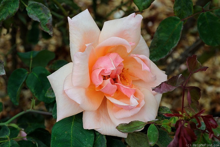 'Mrs. A. R. Waddell' rose photo