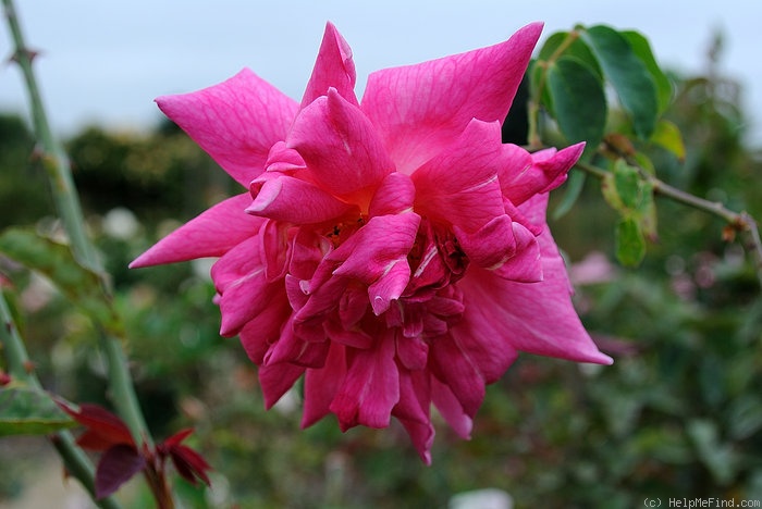 'Mrs. George Shawyer' rose photo
