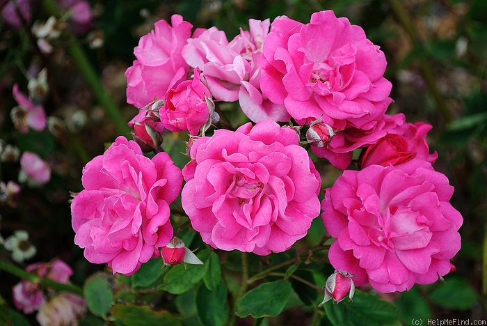 'Pink Eutin' rose photo