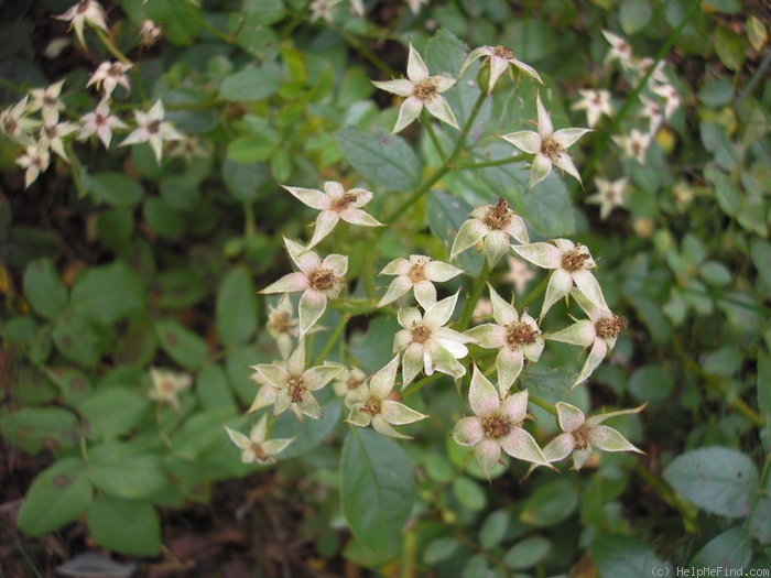 'Lena (shrub, Zuzek, 2007)' rose photo