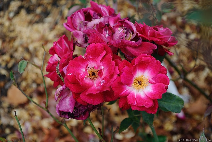 'Sanguine (china)' rose photo