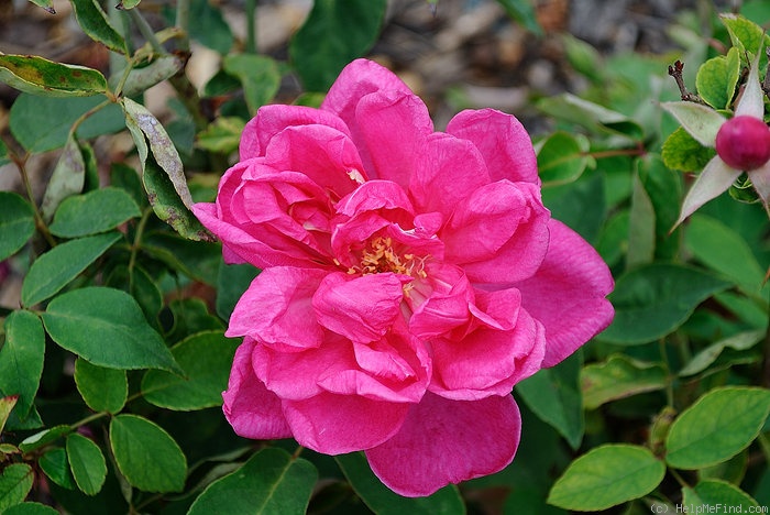'Souvenir de Germain de Saint-Pierre' rose photo
