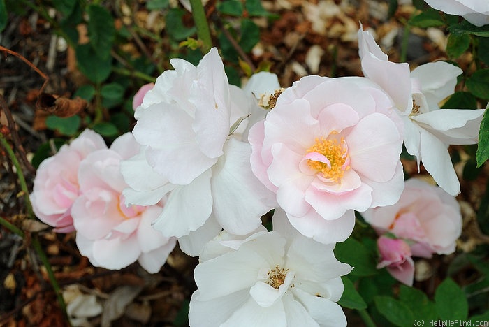'Souvenir de St. Anne's' rose photo