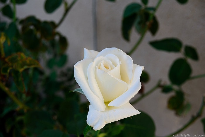 'Paloma (hybrid tea, Swim&Weeks, 1968)' rose photo