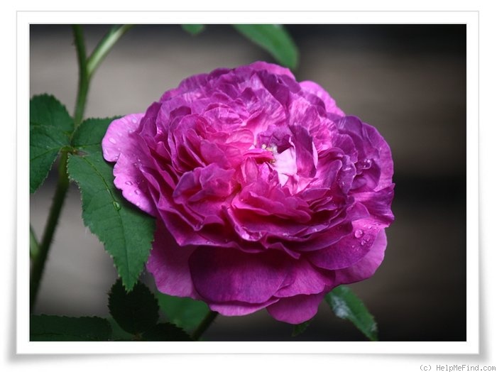 'Belle de Crécy (Gallica, Roeser, 1829)' rose photo