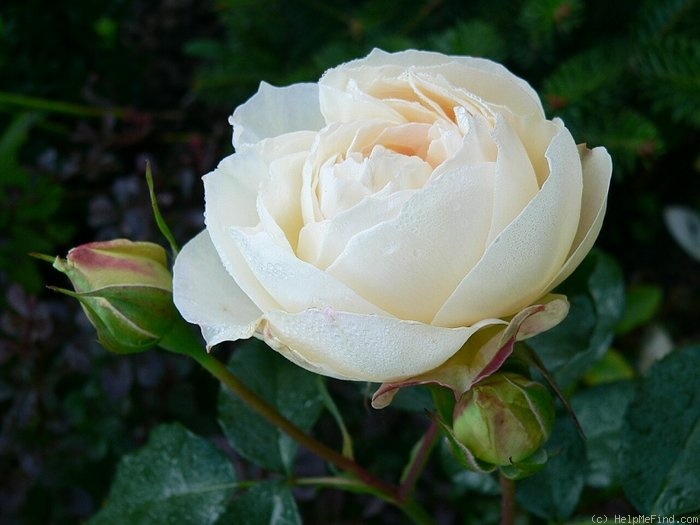 'Marie Antoinette® (floribunda, Evers/Tantau, 2003)' rose photo