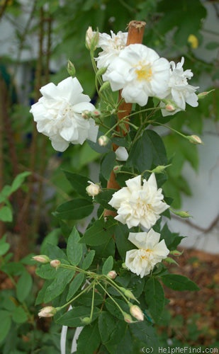 'R. moschata plena' rose photo