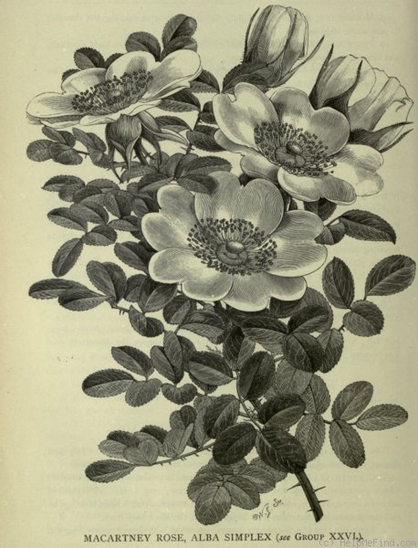 '<i>Rosa bracteata</i> J.C.Wendl.' rose photo