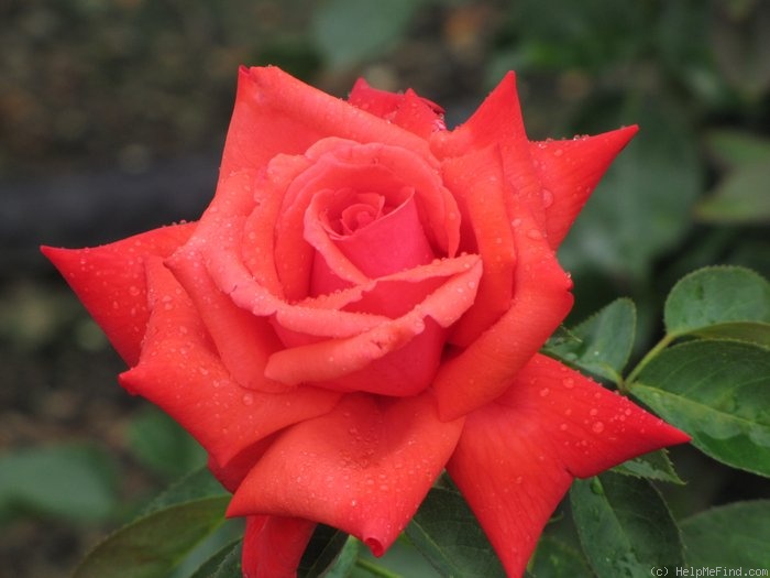 'Dolly Parton' rose photo