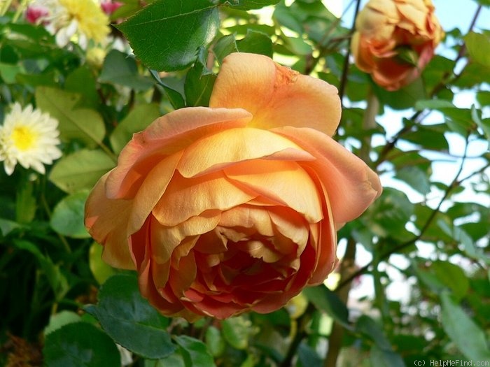'Pat Austin ™' rose photo
