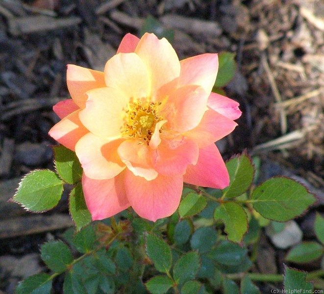 'Ferris Wheel' rose photo