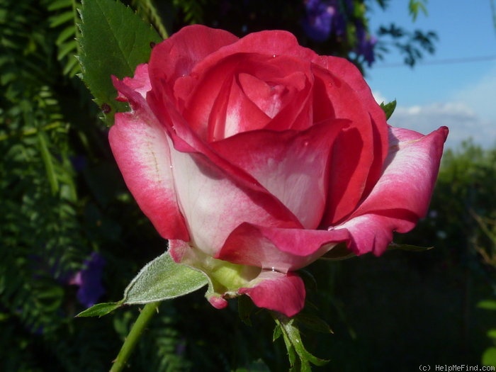 'Fair Lady (hybrid tea, Pflanzen-Kontor, 2000)' rose photo