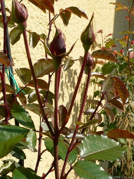 'Gruss an Heidelberg' rose photo