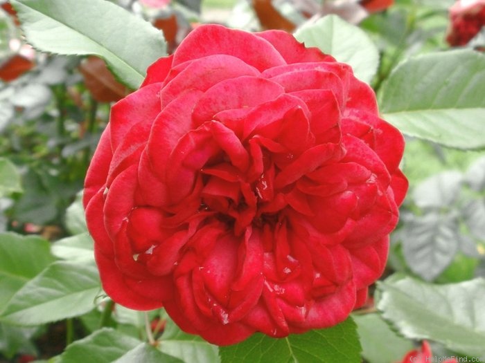 'Piano ® (hybrid tea, Evers/Tantau, 2007)' rose photo