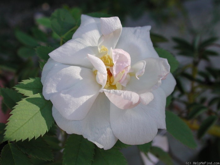 'OADEFED' rose photo