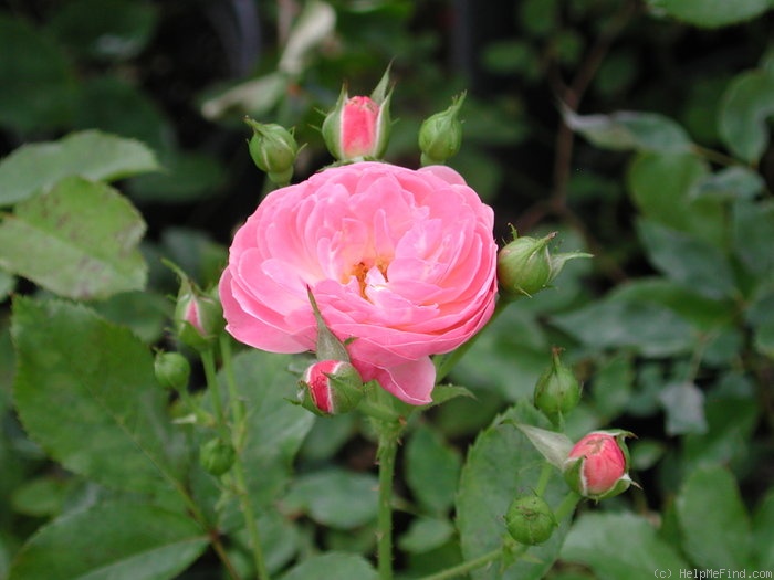 'Walferdange' rose photo