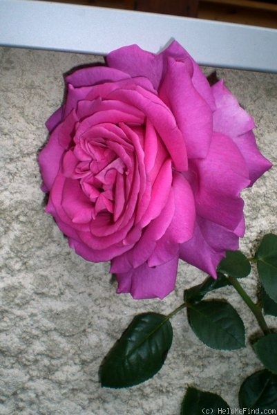 'Chartreuse de Parme' rose, click to enlarge 'Chartreuse de Parme' rose photo