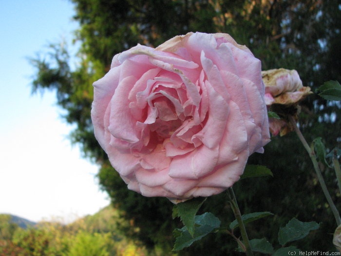'Belinda's Dream (Shrub, Basye, 1988)' rose photo
