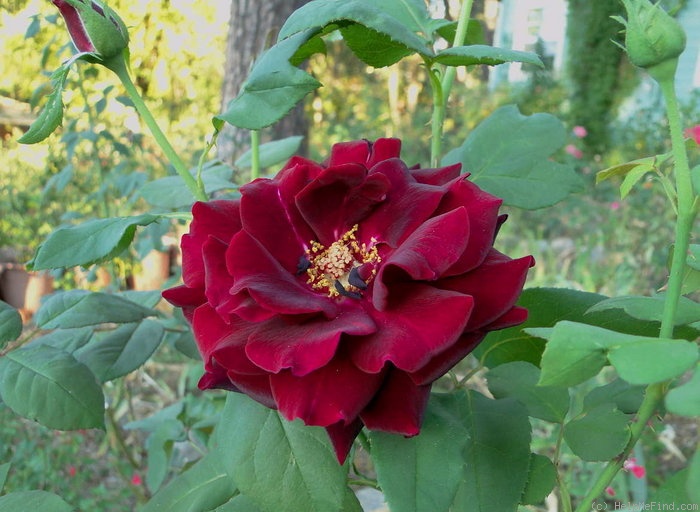 'Kuroshinju' rose photo