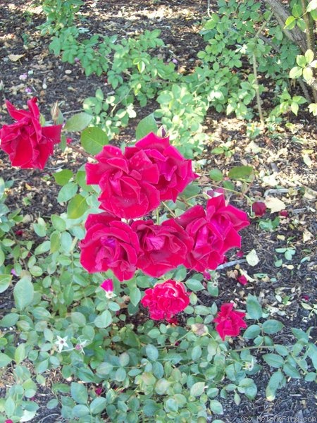 'Midwest Living' rose photo
