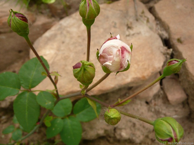 '<i>Rosa X polliniana</i> f. <i>affabilis</i> (Vuk.) R.Keller' rose photo