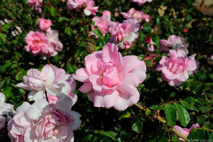 'Centenaire de Lourdes ®' rose photo