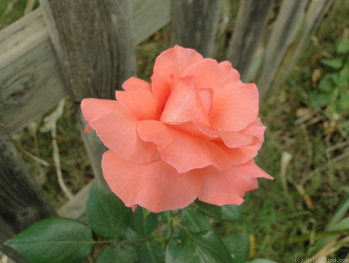 'Ave Maria ® (hybrid tea, Kordes, 1981)' rose photo