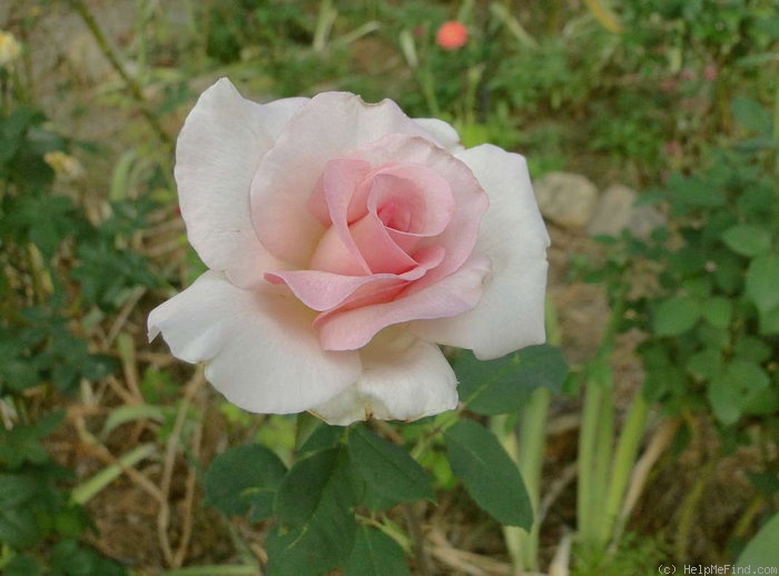 'Michèle Meilland' rose photo