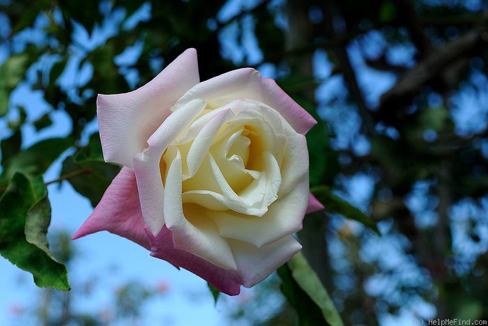 'Climbing White Maman Cochet' rose photo