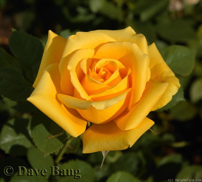 'Mohana ® (florists rose, Evers/Tantau, 2006)' rose photo