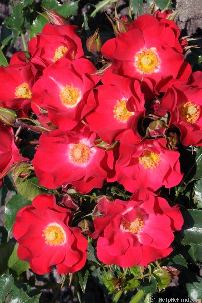 'Summerfield' rose photo
