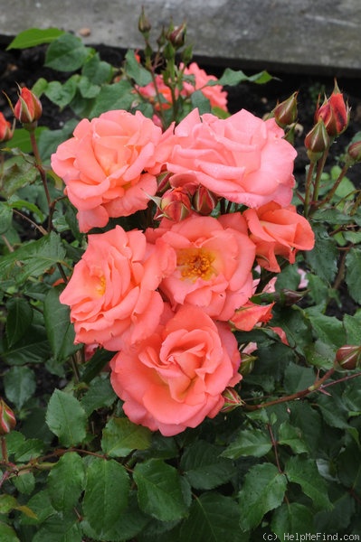 'Alfresco' rose photo