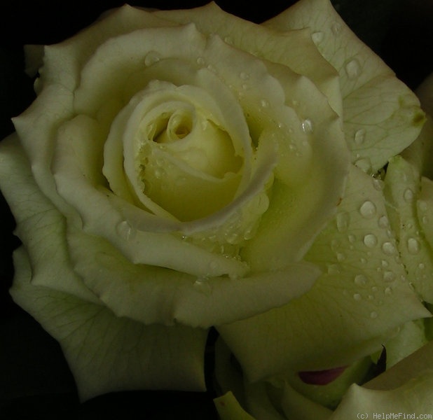 'Whirlaway ™' rose photo
