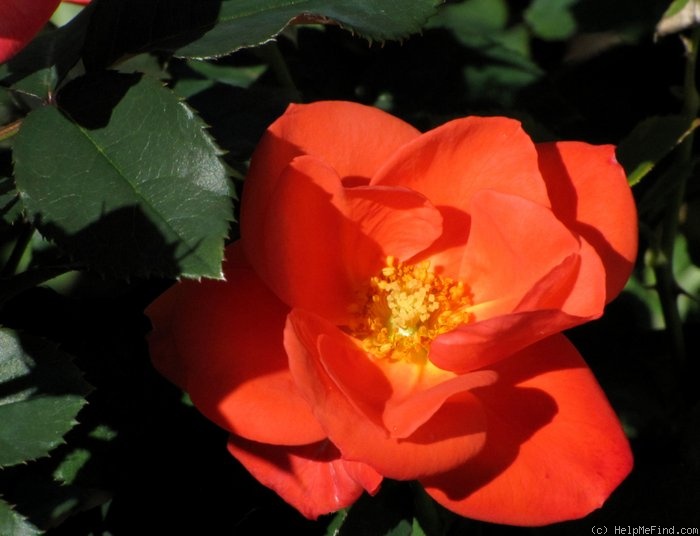 'Orange Sensation ®' rose photo