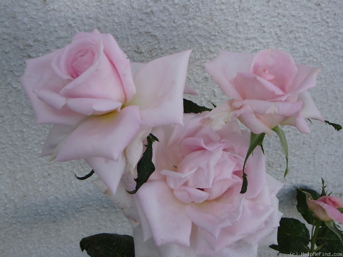 'Eternal Youth' rose photo