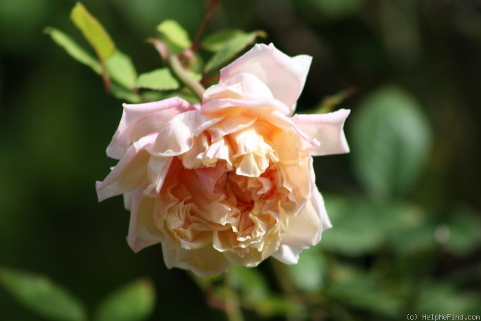 'Mademoiselle Franziska Krüger' rose photo