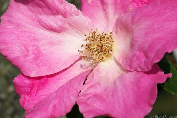 'Flying Colours (climber, Clark, 1922)' rose photo