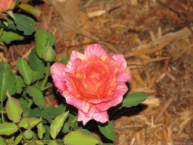 'Anvil Sparks' rose photo
