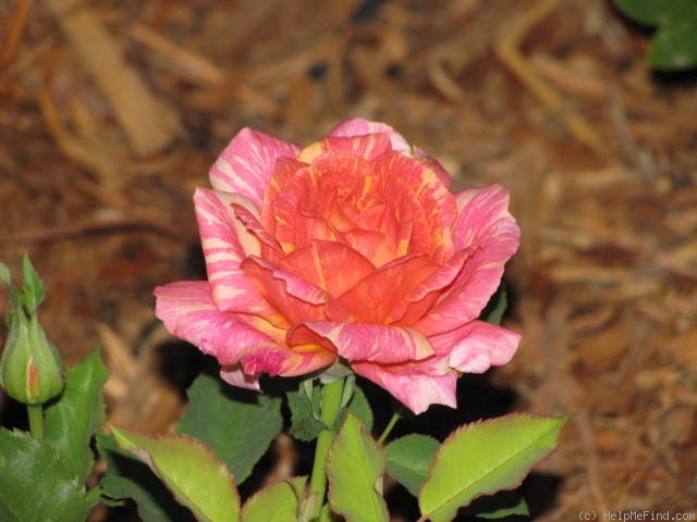 'Anvil Sparks' rose photo