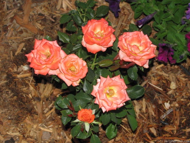 'Orange Juice' rose photo