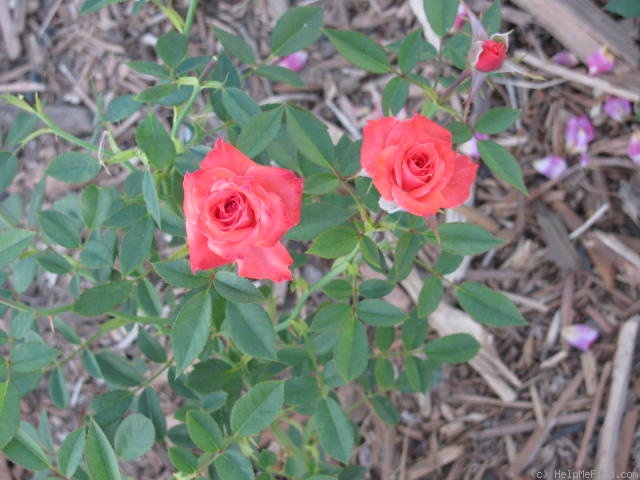 'Millie Walters ™' rose photo