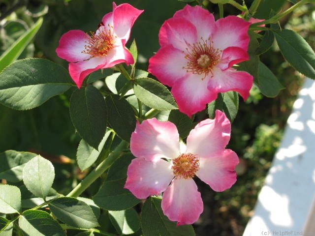'Mrs. Robinson' rose photo